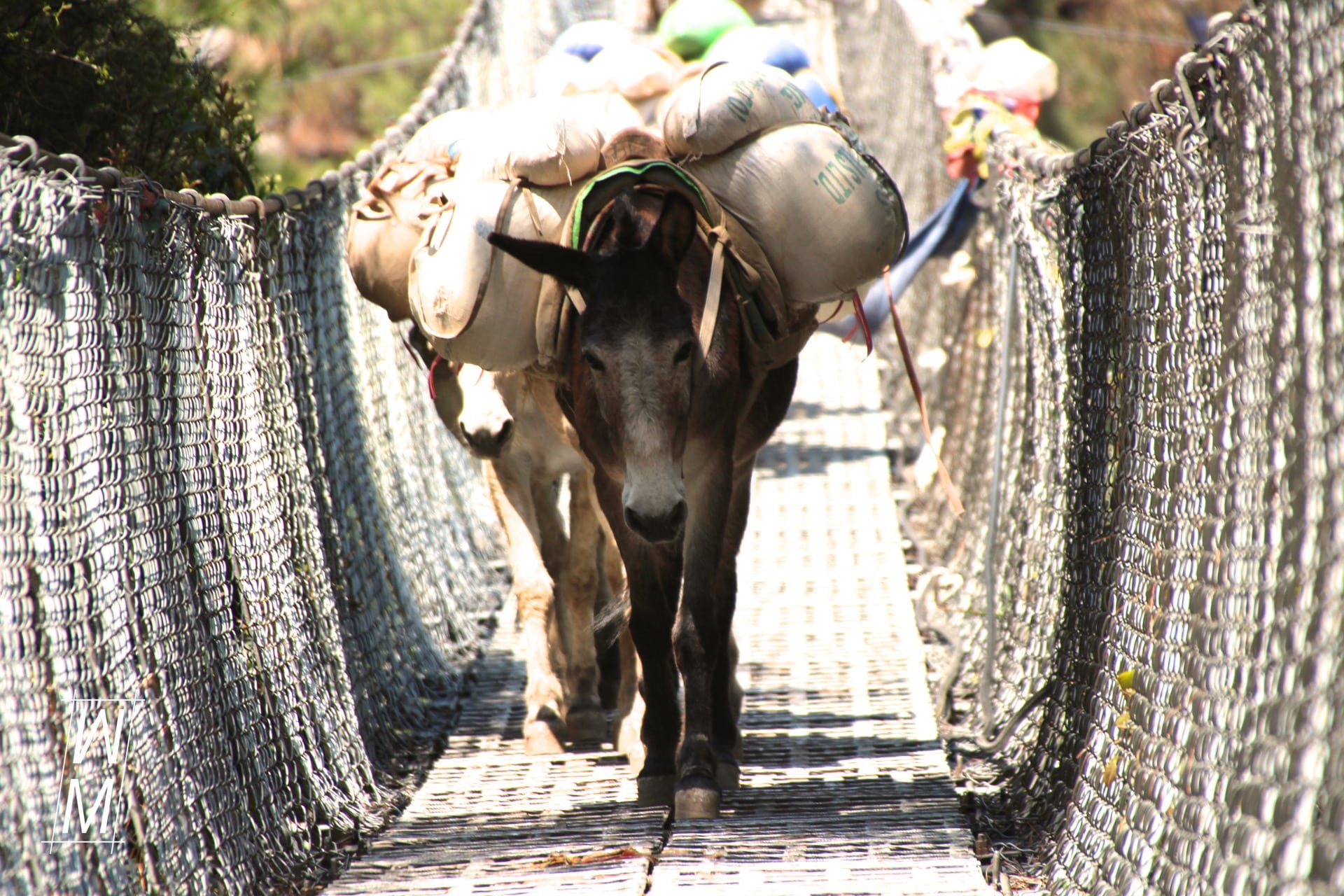 Ein Esel auf eine Brücke.
